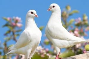 o casamento é a criação de contato constante entre o marido e a muher