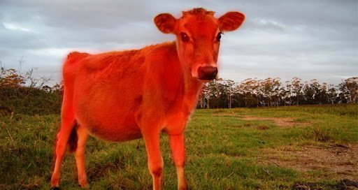 Mishnaot Para (1:1) parte 1