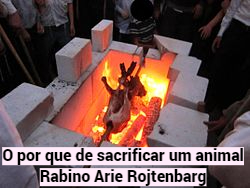 o por que de sacrificar um animal